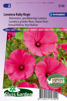 LavatÃ¨re Ã  grande fleurs Ruby Regis (Mauve fleuri)