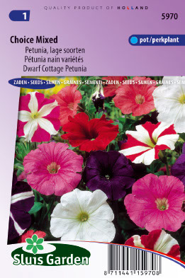 PÃ©tunia nain variÃ©tÃ©s Choice Mixed