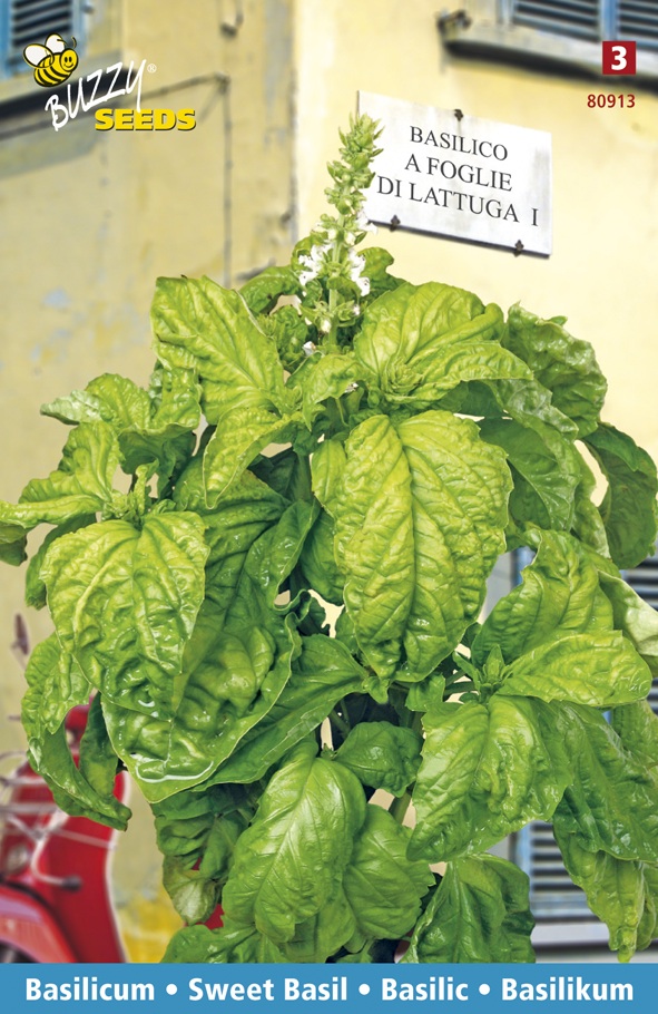 Basil a foglia di lattuga - Basilic