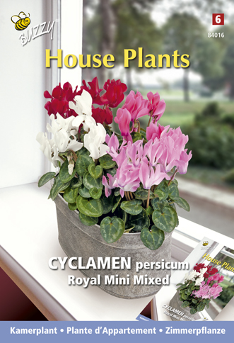 Plante d'Appartement Cyclamen Royal mini mix