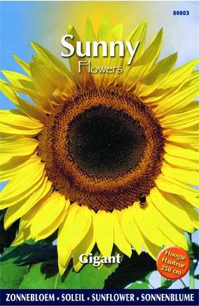 Soleil-Tournesol - Helianthus uniflorus gig.