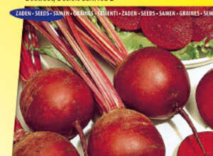 Betterave rouge Kogel 2 Betterave rouge Kogel 2