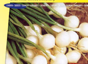 Oignon blanc extra hâtif de Barletta Oignon blanc extra hâtif de Barletta