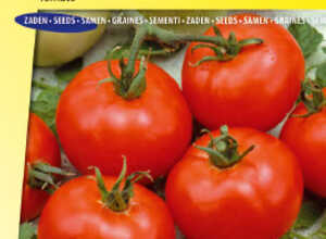 Tomate Moneymaker Tomate Moneymaker