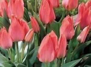 Tulipes Toronto Tulipes Toronto