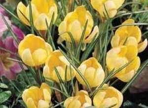 Crocus Romance