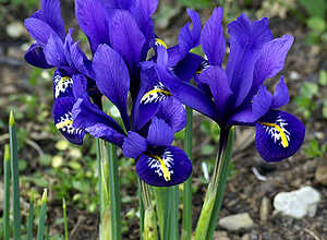 Iris Reticulata