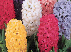 Jacinthes en mélange Jacinthes en mélange