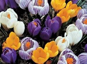 Crocus en mélange (à grandes fleurs, XL)