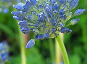 Allium-Ail d'ornement Caeruleum