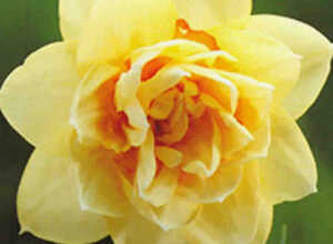 Narcisses Manly
