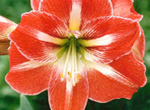 Amaryllis RayÃ©e