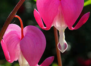 Coeur de Marie Rose - Dicentra Spectabilis Coeur de Marie Rose - Dicentra Spectabilis