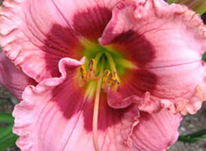 Hémérocalle Cherry Valentine
