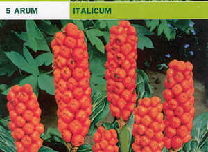Arum Italicum Arum Italicum