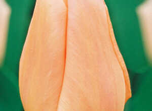 Tulipes Apricot Beauty