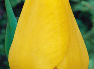 Tulipe Golden Apeldoorn Tulipe Golden Apeldoorn