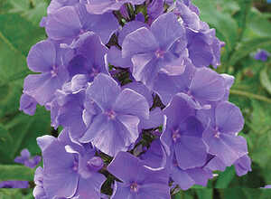 Phlox Junior Dream Phlox Junior Dream