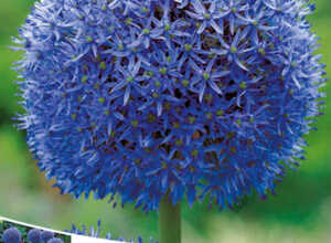 Allium-Ail d'ornement Globemaster Allium-Ail d'ornement Globemaster