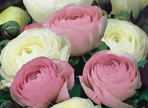 Renoncules Blanc & Rose en Mélange Renoncules Blanc & Rose en Mélange