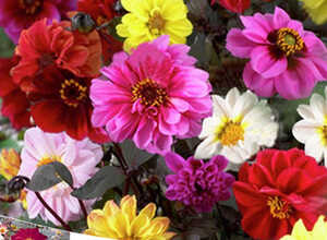Dahlias Redskin en mélange Dahlias Redskin en mélange