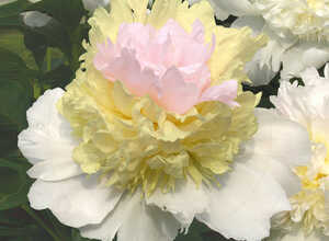 Rose Pivoine Top Brass Rose Pivoine Top Brass