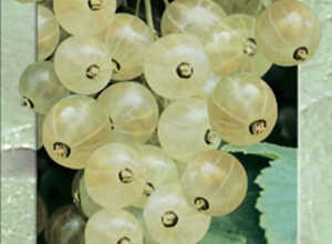 Baie blanche (groseille blanche - Ribes rubrum) Baie blanche (groseille blanche - Ribes rubrum)