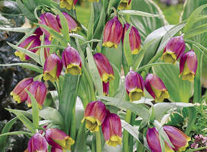 Fritillaire Uva-Vulpis Fritillaire Uva-Vulpis