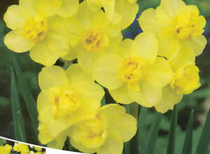 Narcissus Yellow Cheerfulness