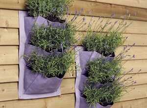 Verti-Plant Lavender- 2 packs - Burgon et Ball Verti-Plant Lavender- 2 packs - Burgon et Ball