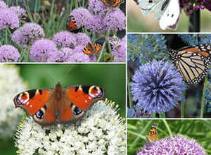 Paquet Papillion Paquet Papillion