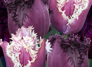Tulipa Cummins/Pacific Pearl