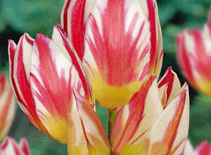 Tulipa Tricolette Tulipa Tricolette