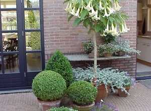Trompette des anges (brugmansia) blanche (Plantes en Pot) Trompette des anges (brugmansia) blanche (Plantes en Pot)