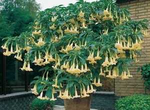 Trompette des anges (brugmansia) jaune (Plantes en Pot) Trompette des anges (brugmansia) jaune (Plantes en Pot)