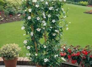 Mandevilla (dipladenia) jasmin du Brésil blanc (Plantes en Pot) Mandevilla (dipladenia) jasmin du Brésil blanc (Plantes en Pot)