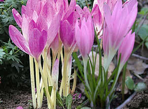 Colchicum Autumnale Colchicum Autumnale