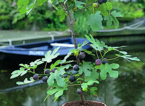 Figuier (Ficus carica)