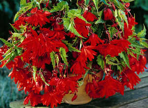 Begonia pendula rouge
