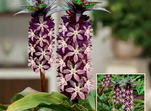 Eucomis « Van des Merwei »