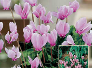 Cyclamen Neapolitanum