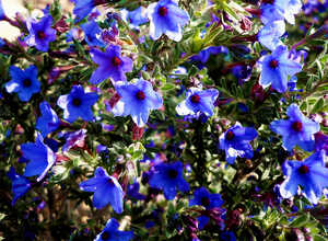 Grémil « Heavenly Blue » (Lithodora diffusa « Heavenly Blue »)