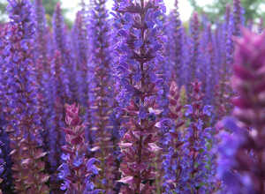Salvia nemerosa « Ostfriesland » (Sauge nemerosa) Salvia nemerosa « Ostfriesland » (Sauge nemerosa)