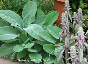 LâOreille de Lapin Byzantina - Stachys Byzantina LâOreille de Lapin Byzantina - Stachys Byzantina