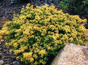 Le Thym citron « Aurereus » (Thymus citriodes) Le Thym citron « Aurereus » (Thymus citriodes)