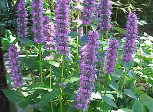 Agastache « Blue Fortune » Agastache « Blue Fortune »
