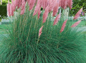 Cortaderia Selloana Pink Feather - Herbe de Pampa (Pack de Six)