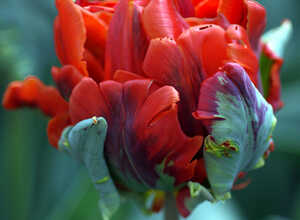 Tulipe Rococo Double