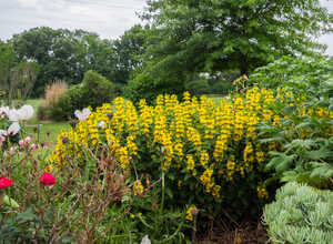 Salicaire jaune (Lysimachia punctata)