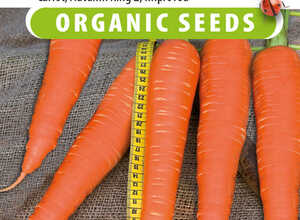 Carrot de colmar a coeur rouge 2 amelioré EKO Carrot de colmar a coeur rouge 2 amelioré EKO